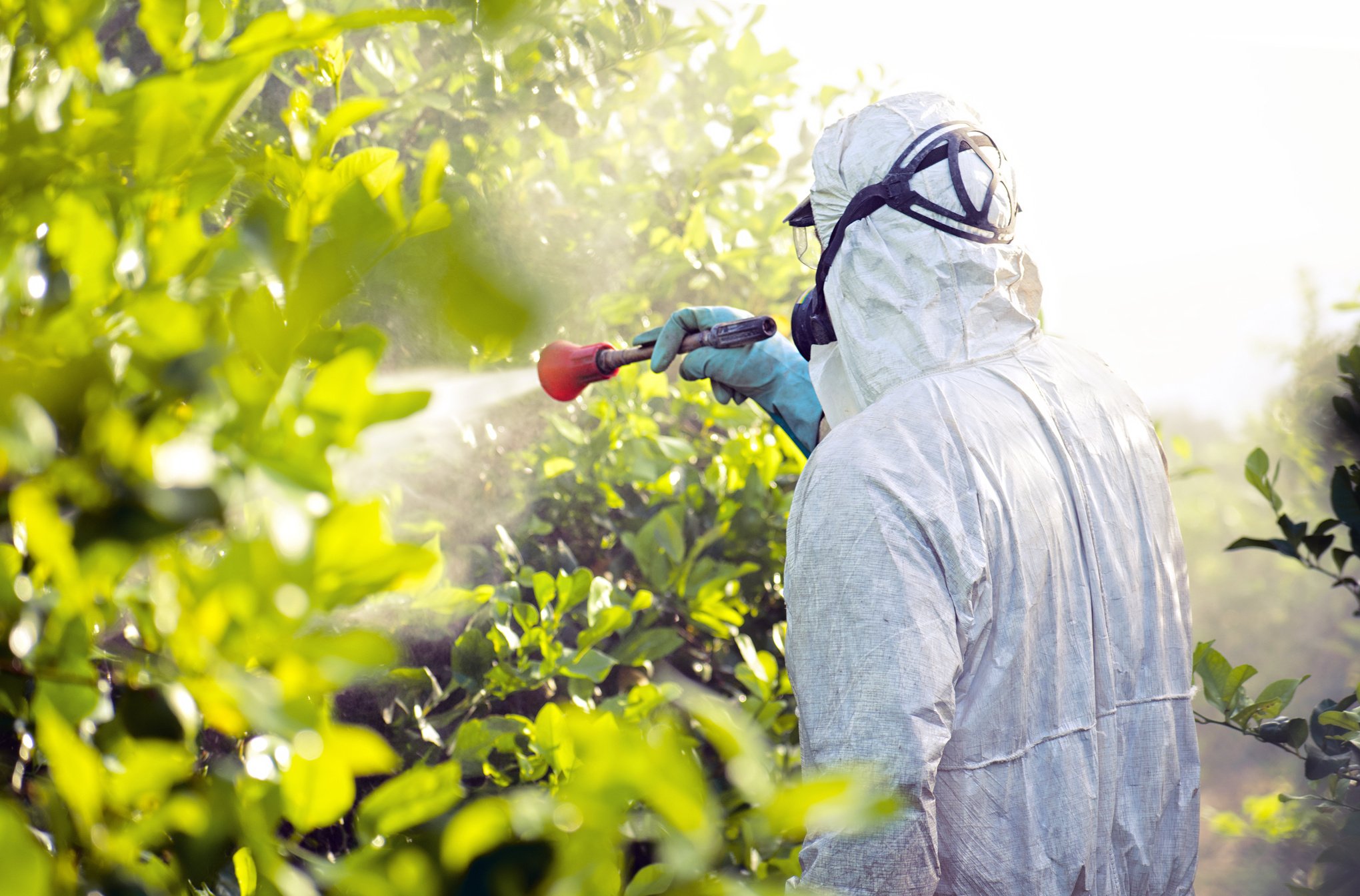 Farmer spray pesticides, pesticide on fruit lemon trees.